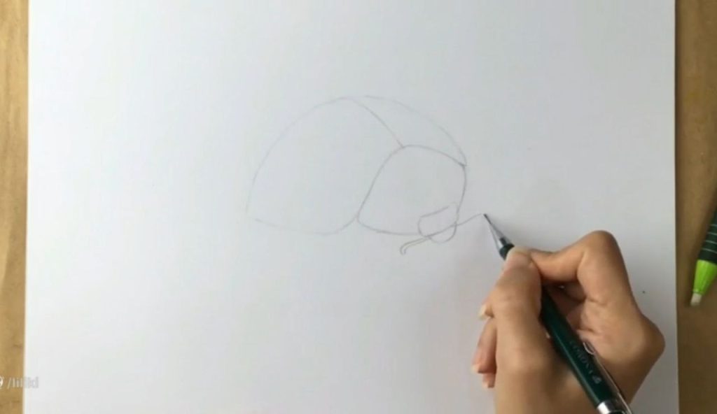 اصلاح خطوط در طراحی کفشدوزک اولیه