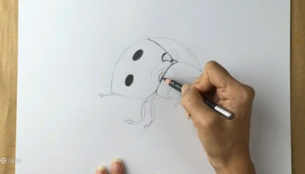 آمادهسازی برای سایهپردازی کفشدوزک