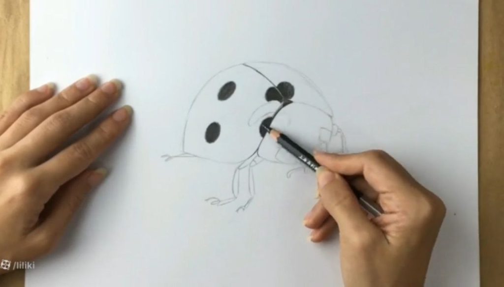 تفکیک تیرگی و نور در طراحی کفشدوزک