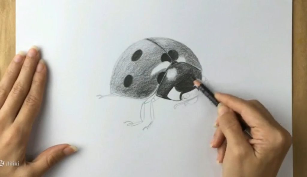 تکمیل سایهپردازی در طراحی کفشدوزک