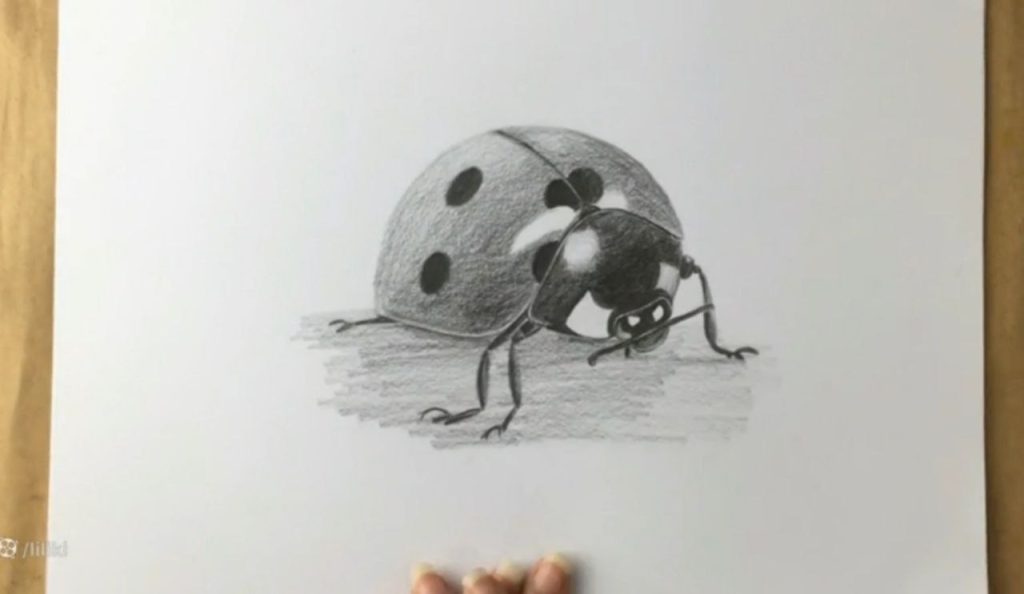 پایان طراحی کفشدوزک با مداد