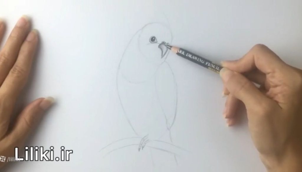 نکات مهم سایهزدن و دورگیری