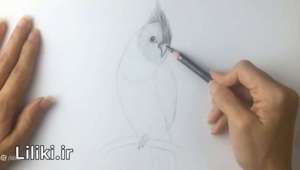 کشیدن فکل با خطوط دوسرنازک