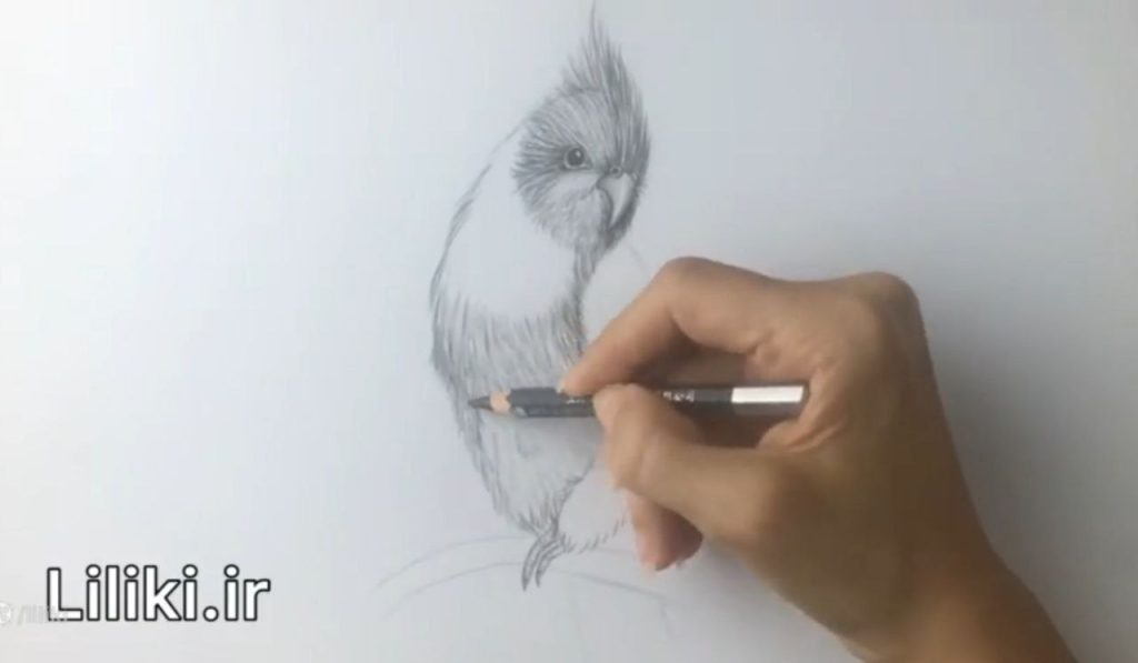 جداسازی بال از بدنه در طراحی عروس هلندی