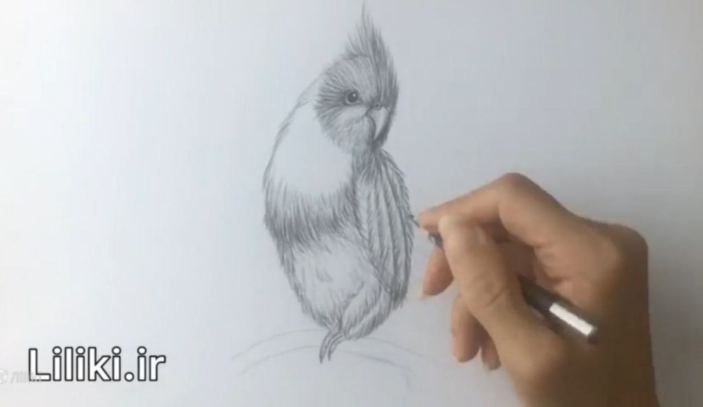 سایهزدن پرهای بلند و زیر پا