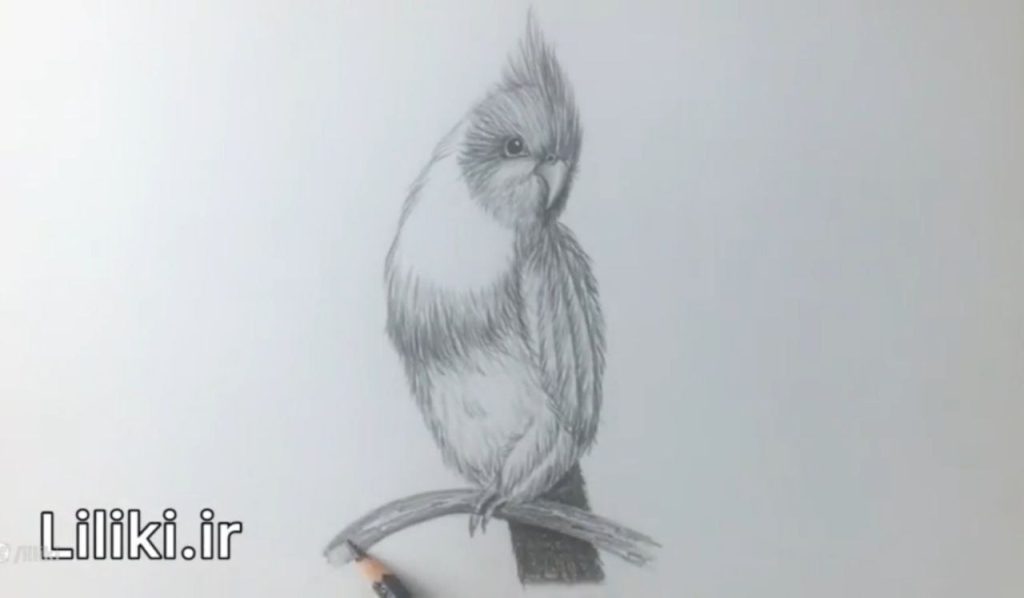 تکمیل دم و شاخه در طراحی عروس هلندی